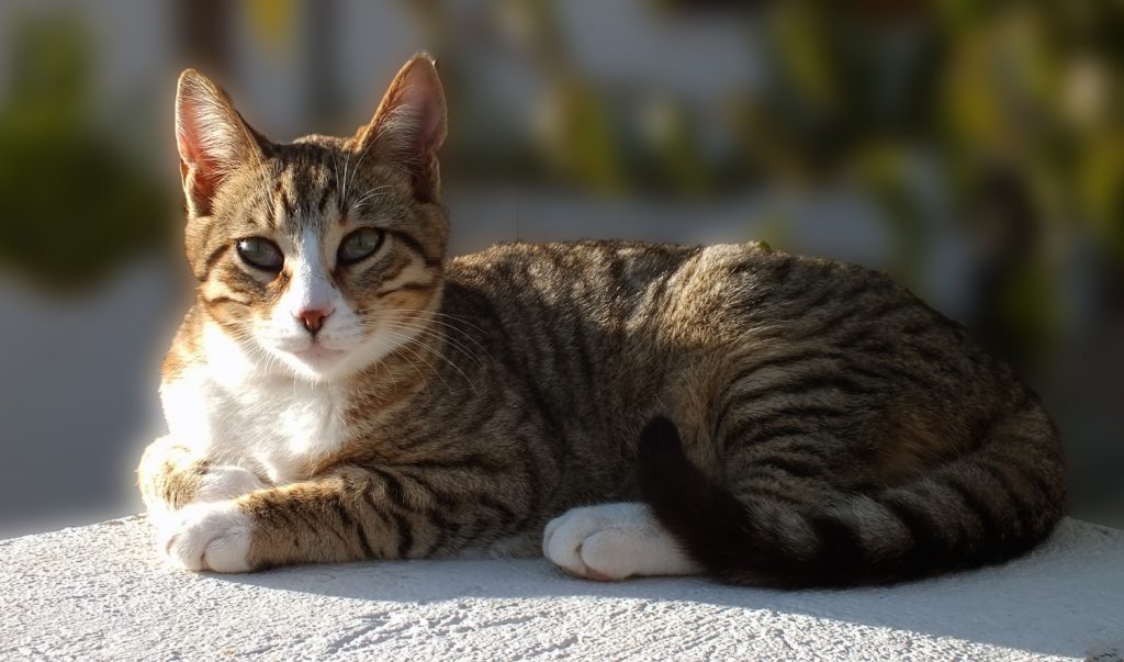American Wirehair cat breed