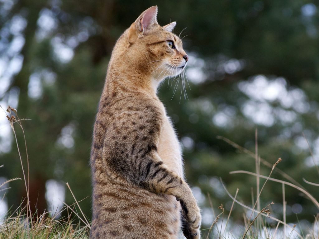 Egyptian Mau cat breed