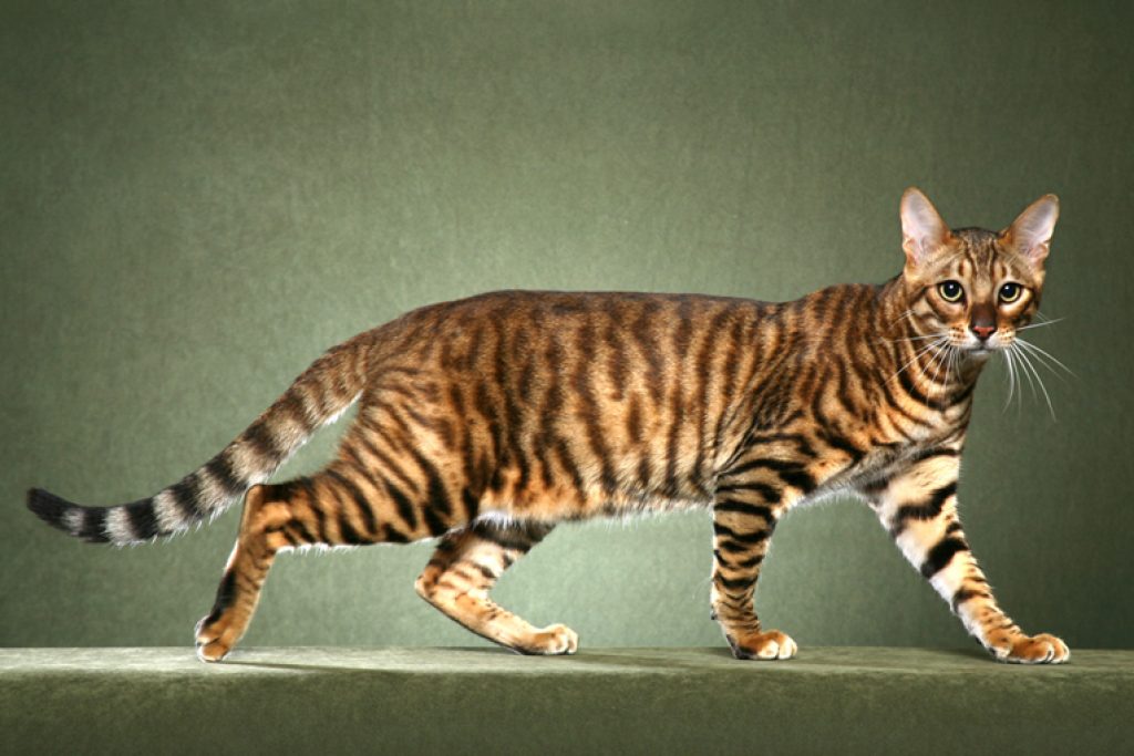 exotic cat breeds