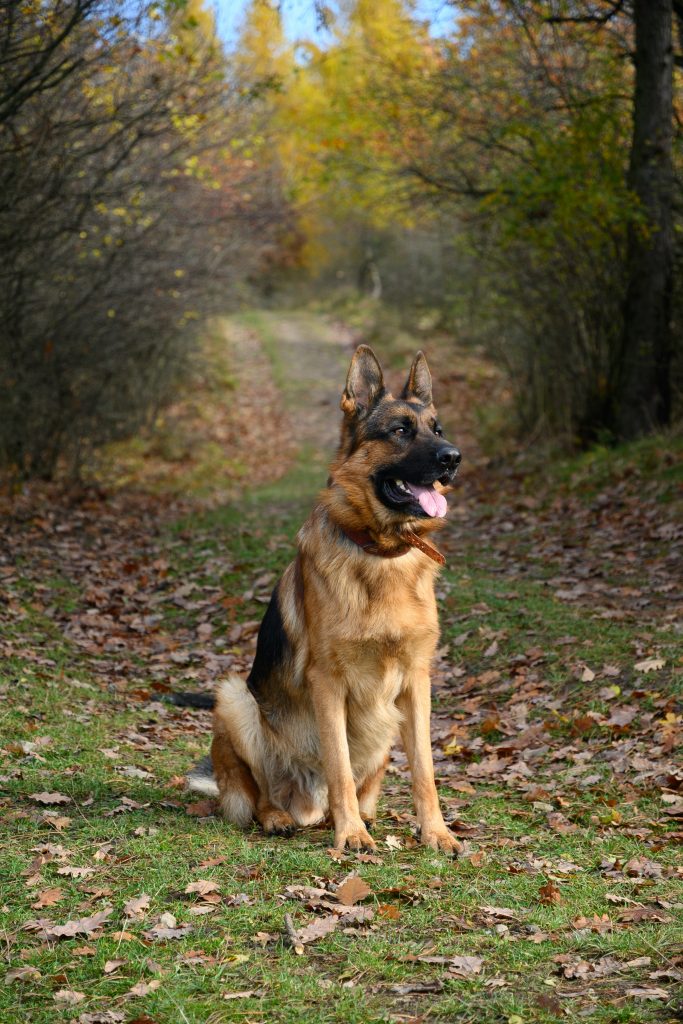 is german shepherd good with cats