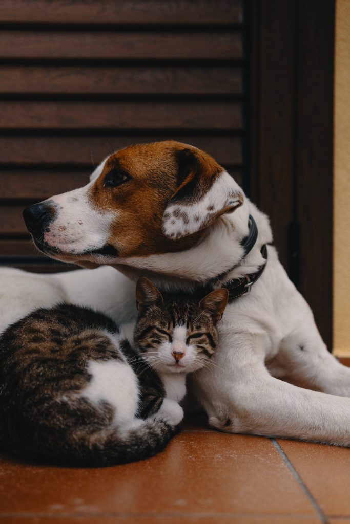 cats and dogs can be friends