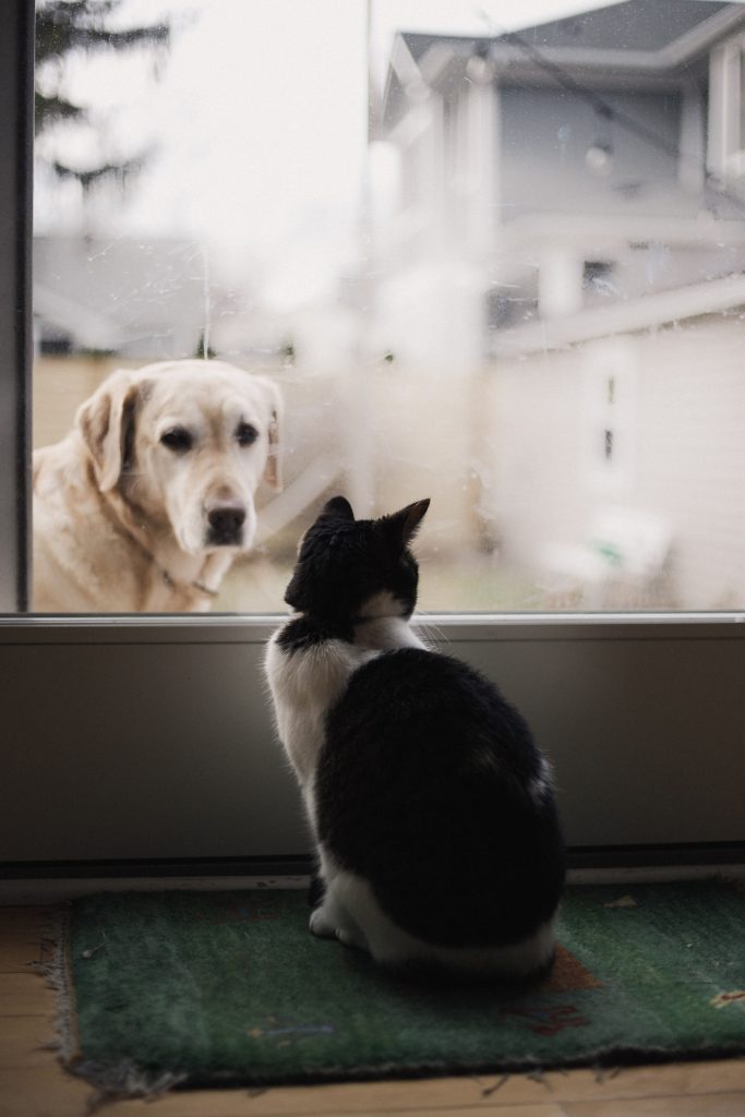 can cats and dogs get along