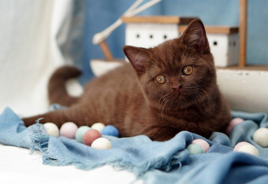 lilac british shorthair kittens