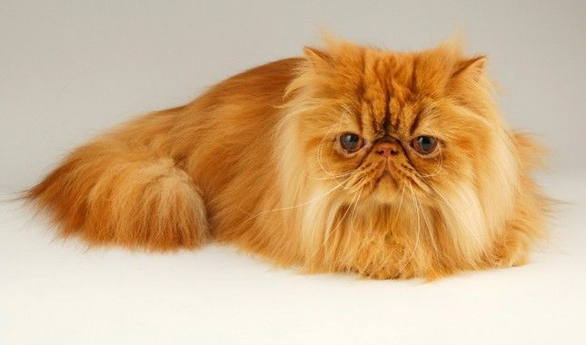 fluffy Persian cat