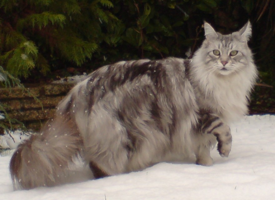siberian forest cat in the snow