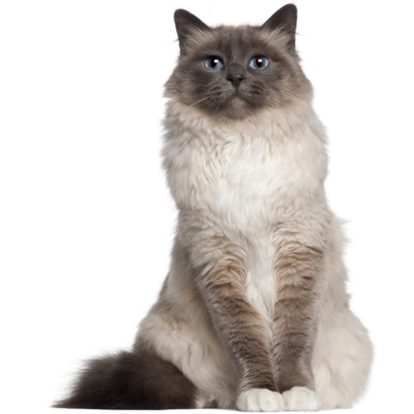 Birman fluffy cat