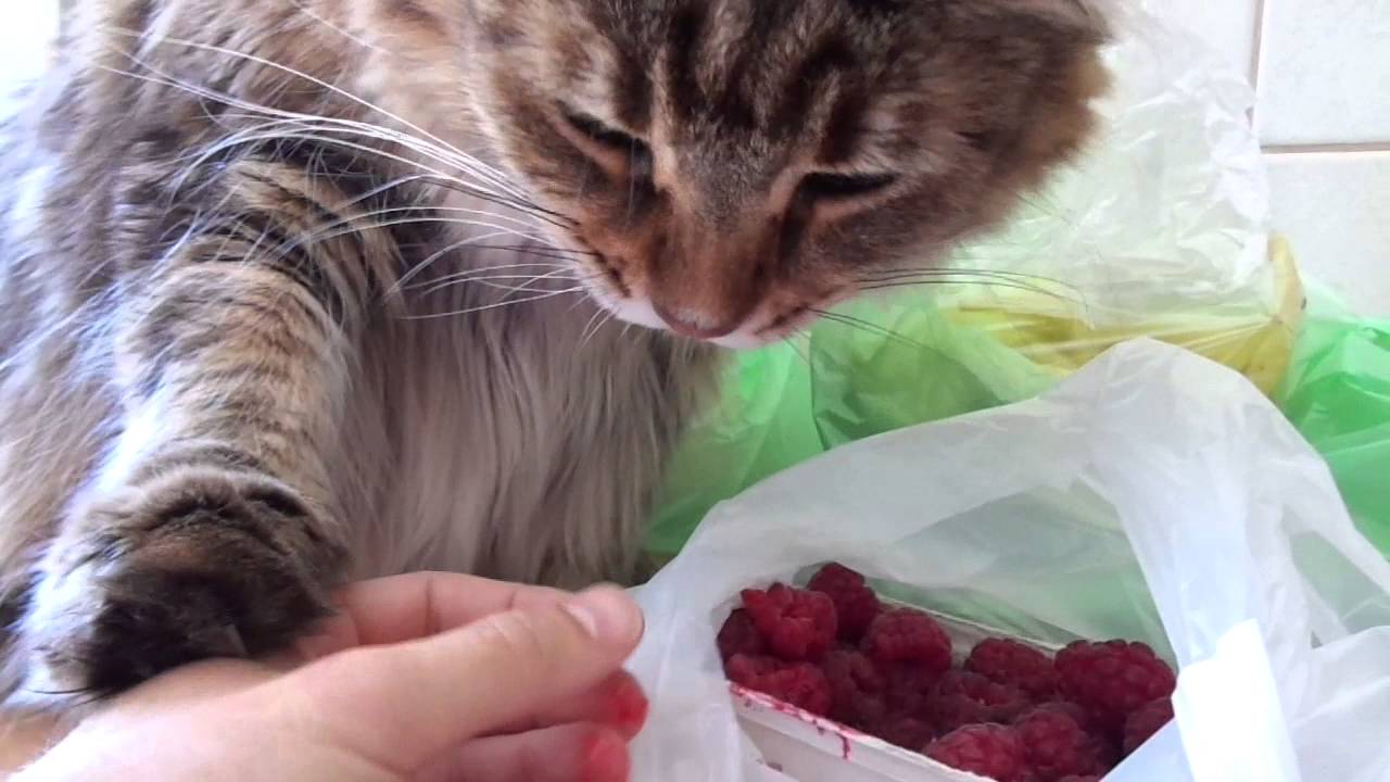 are Raspberries safe for your cat