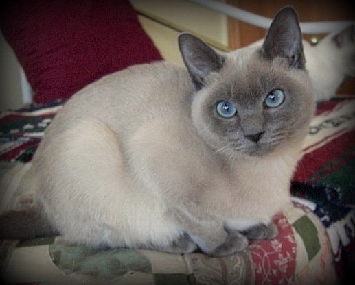 Tonkinese cat breed with big eyes