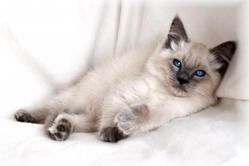 Himalayan cat breed