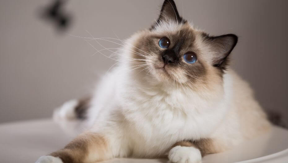 Birman cat breed