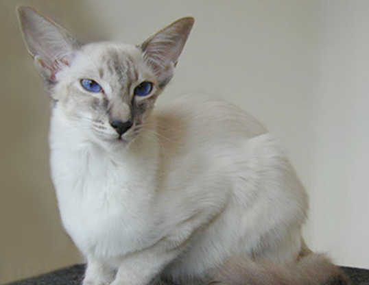 Javanese cat breed