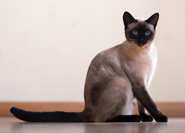 Siamese cat breed