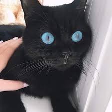 Ojos Azules cat breed