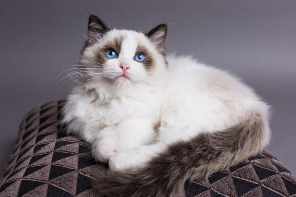 Ragdoll cat breed