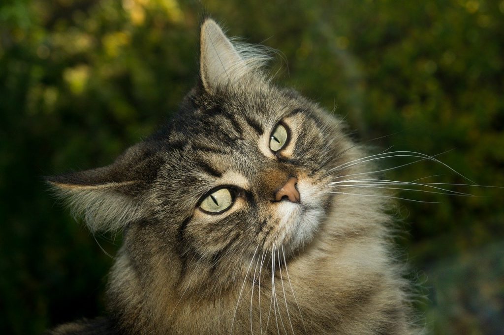 Norwegian Forest Cat (aka Skogkatt)