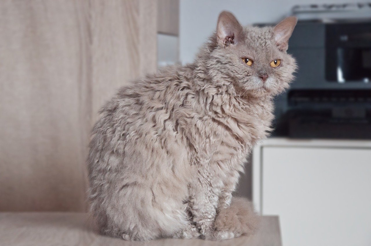 Selkirk Rex cat breed