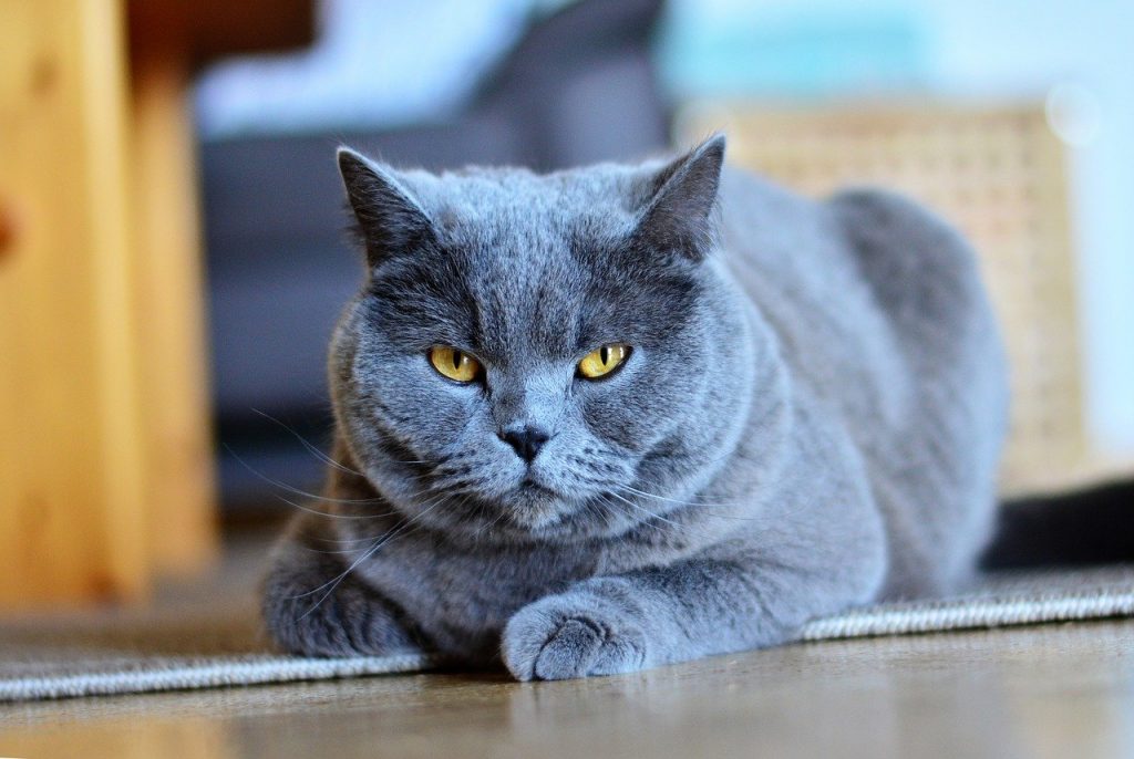 Chartreux cat breed with big eyes