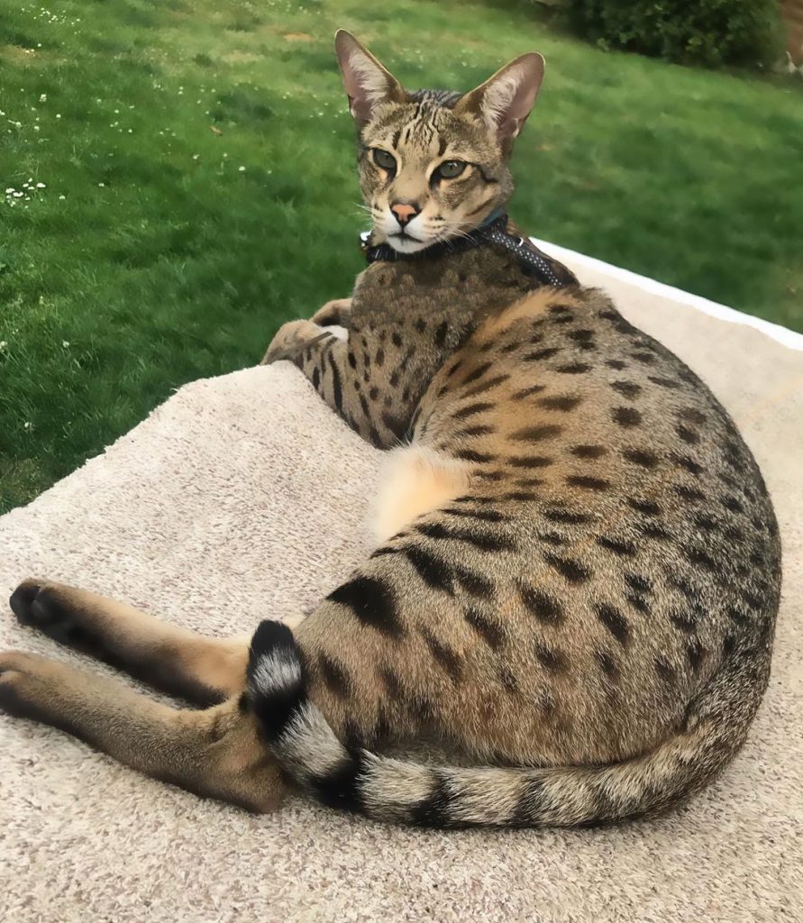 Savannah cat breed