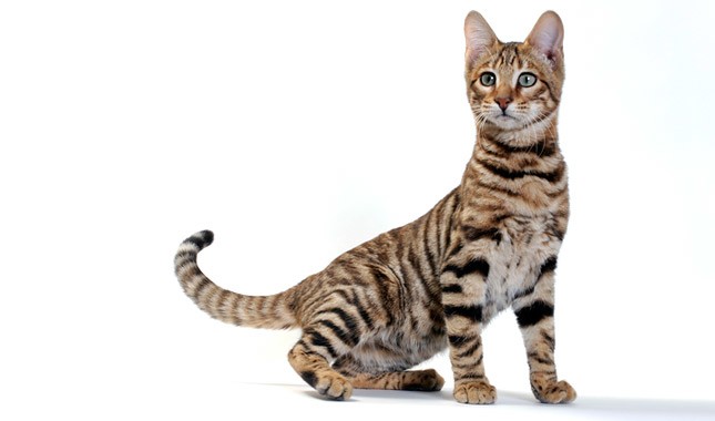 Toyger Cat breed