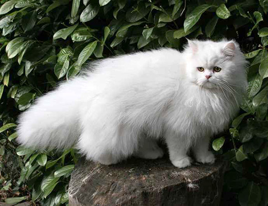 Persian cat breed