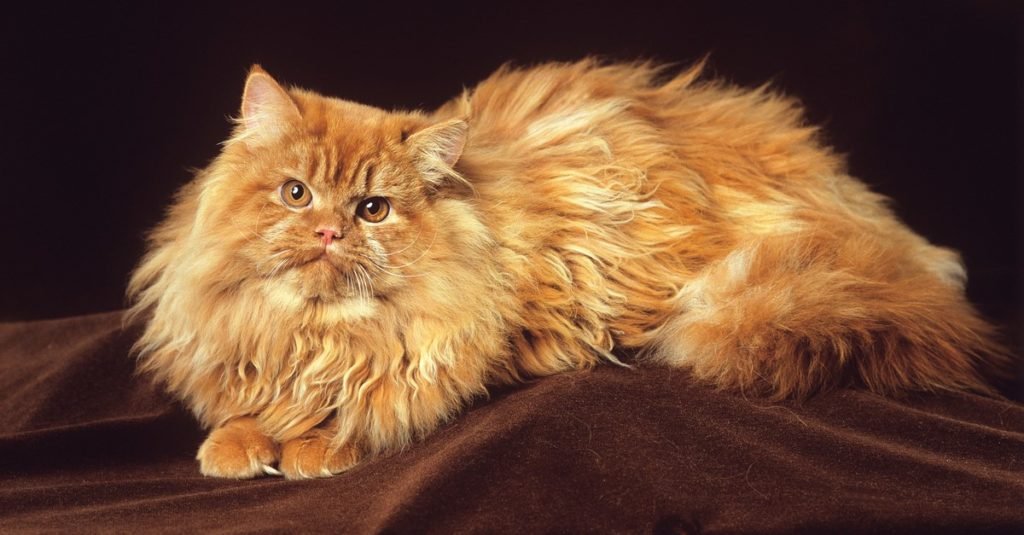 Persian cat