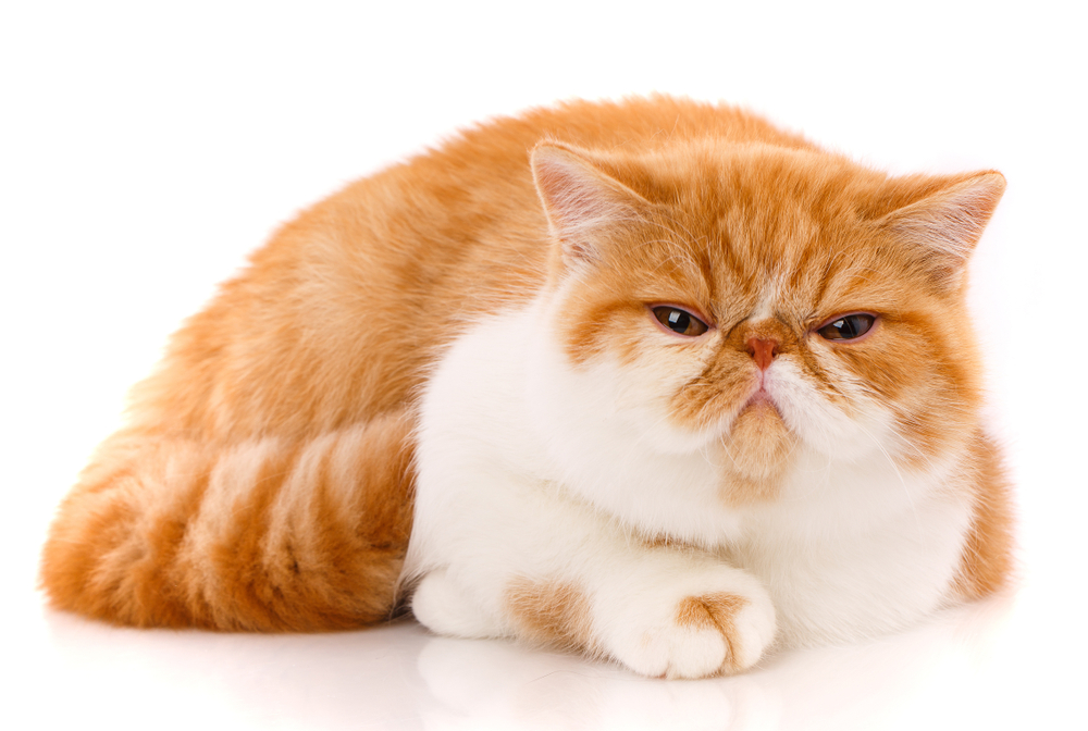 Exotic Short Hair cat