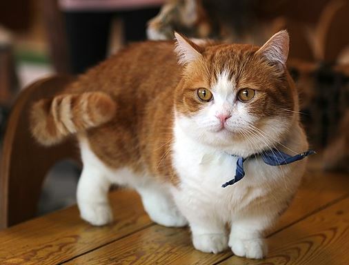 Munchkin cat