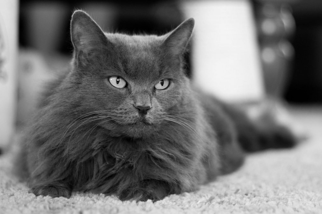 Nebelung cat
