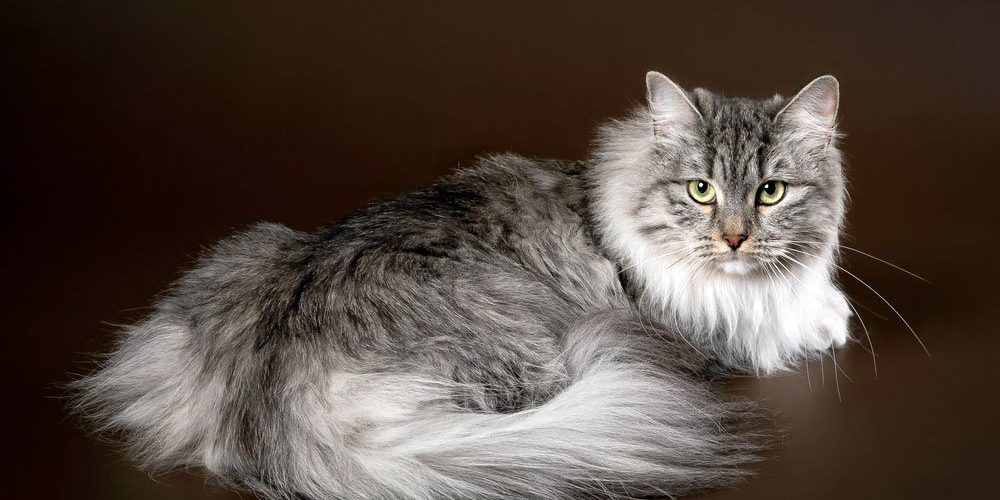 Siberian cat