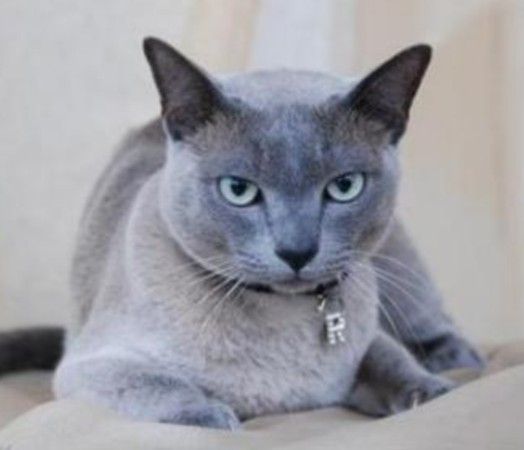 Tonkinese cat
