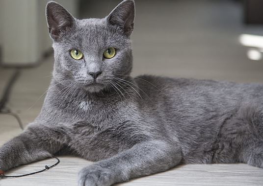 Korat cat breed
