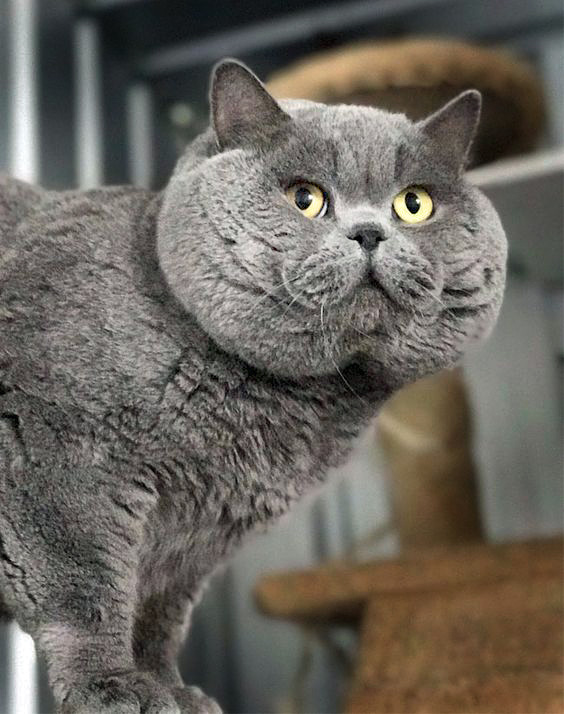British Shorthair cat