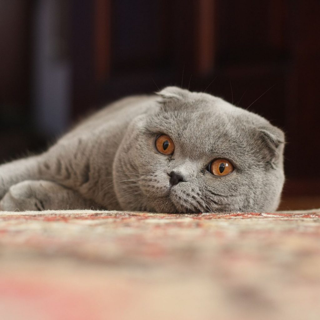 Scottish Fold cat