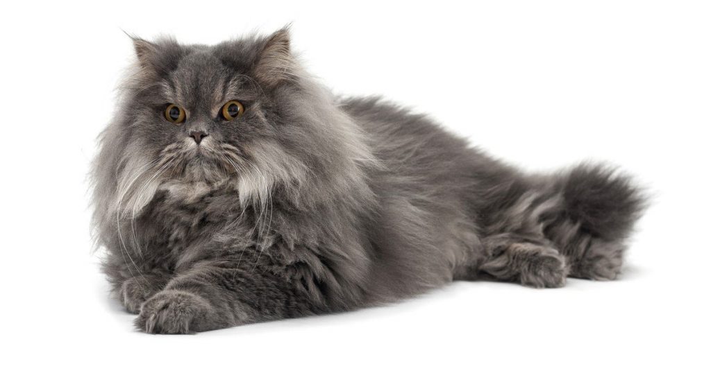 Blue Persian cat