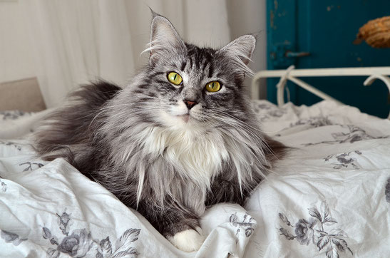 Norwegian Forest Cat