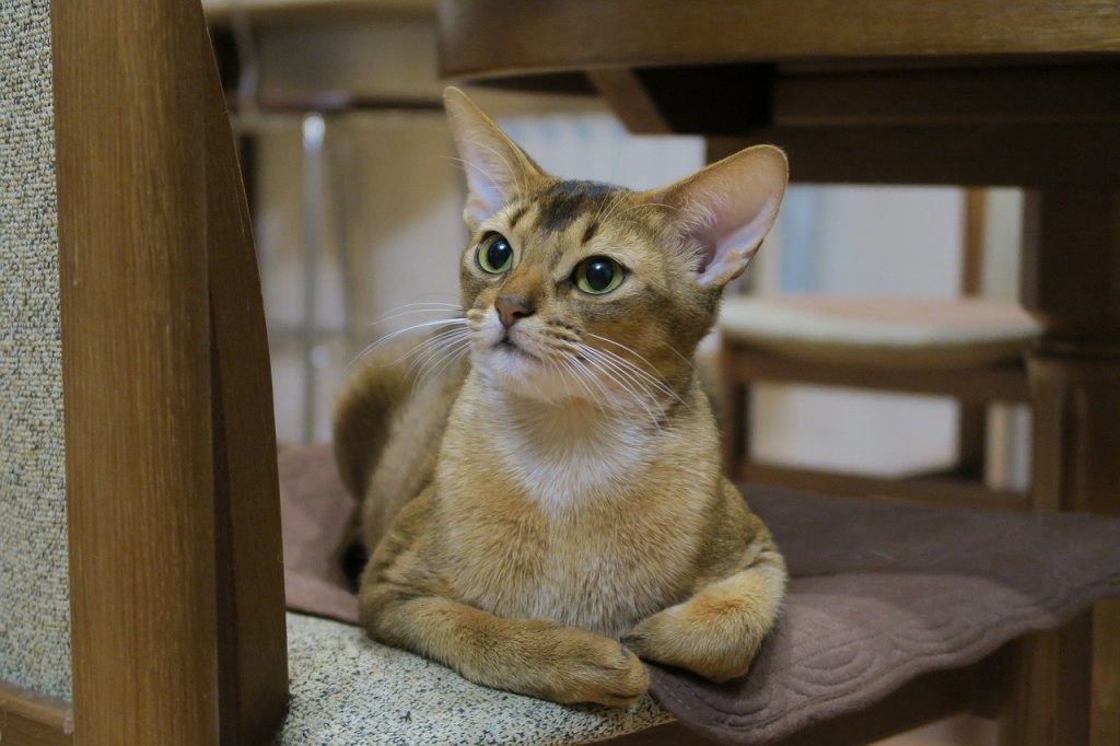 Abyssinian cat breed with big eyes