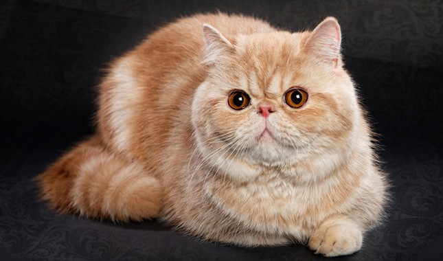 Exotic Shorthair fluffy cat