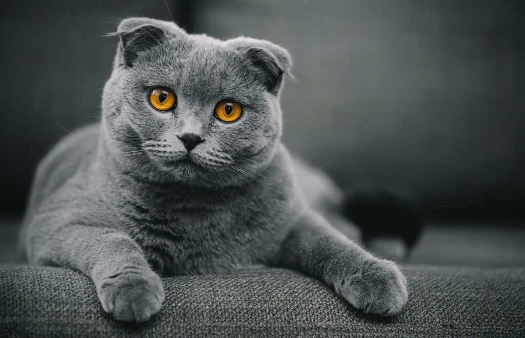 fluffy Scottish Fold cat