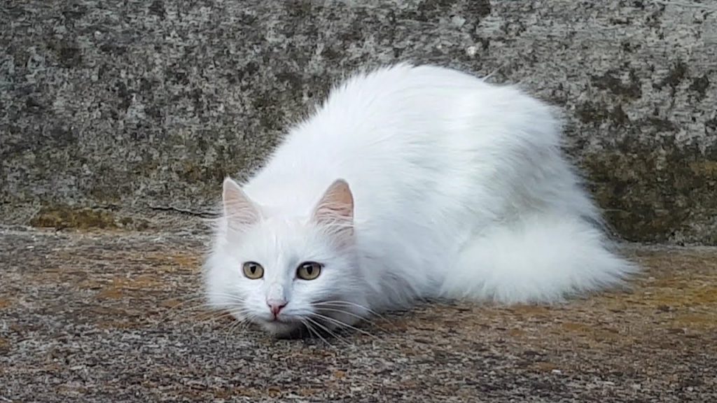 Turkish Angora fluffy cat