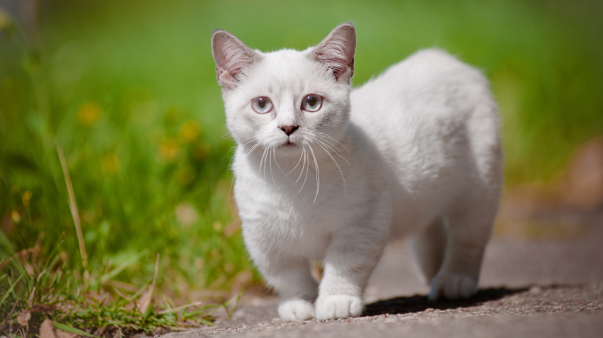 fluffy Munchkin Cats