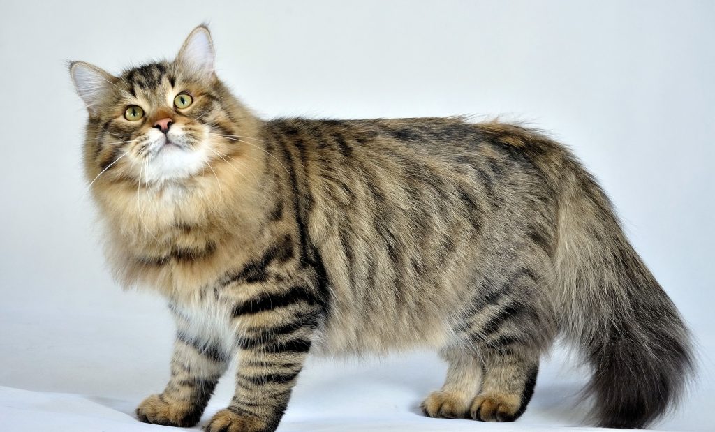 fluffy Siberian cat