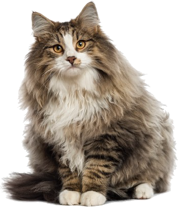 Norwegian Forest Cat