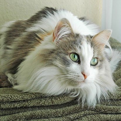 fluffy Ragamuffin cat