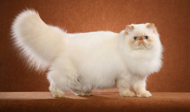 fluffy Himalayan cat