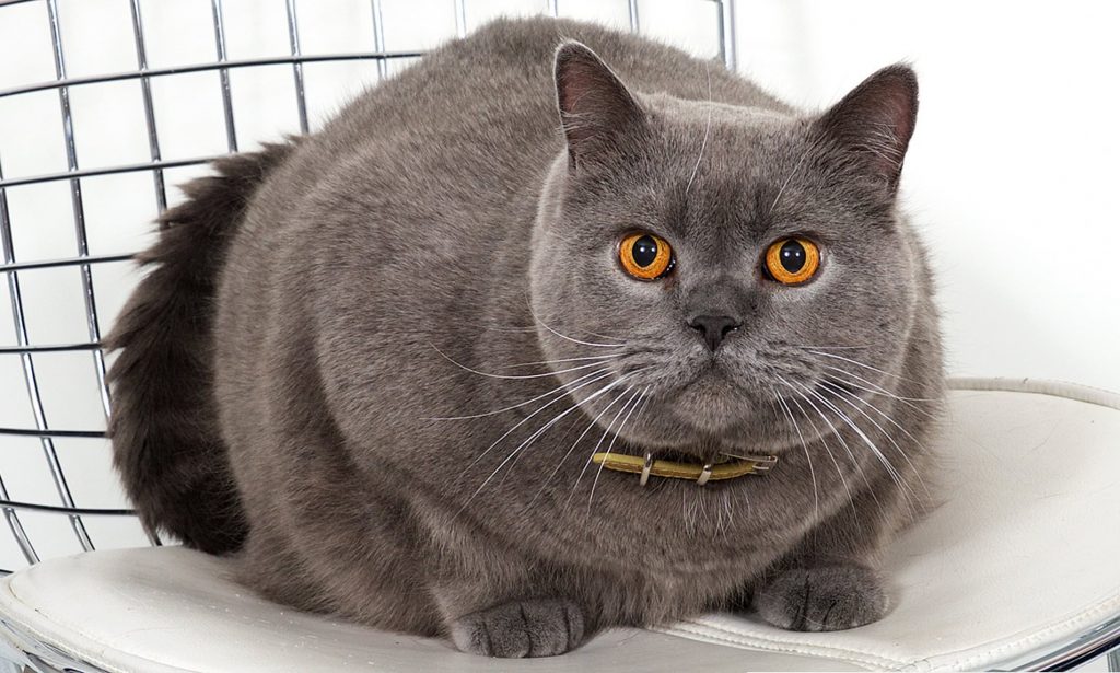 British Shorthair fluffy cat