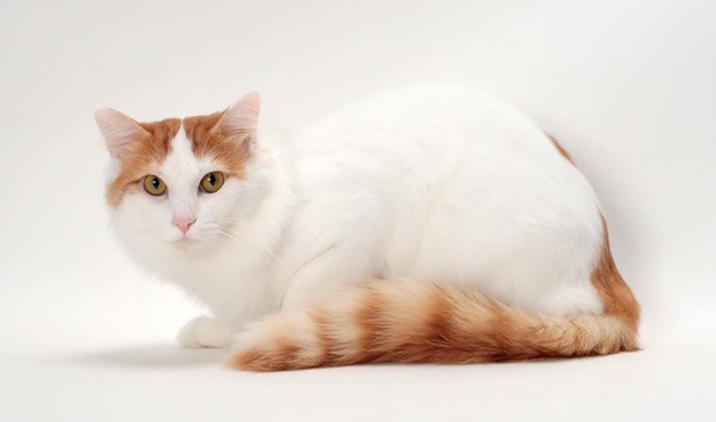 fluffy cat Turkish Van