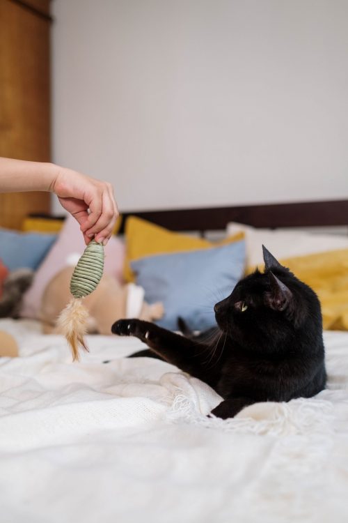 cats love playing with their prey