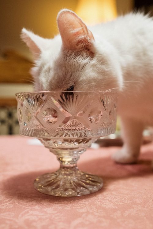 cat won't eat the bottom layer of the food in the bowl