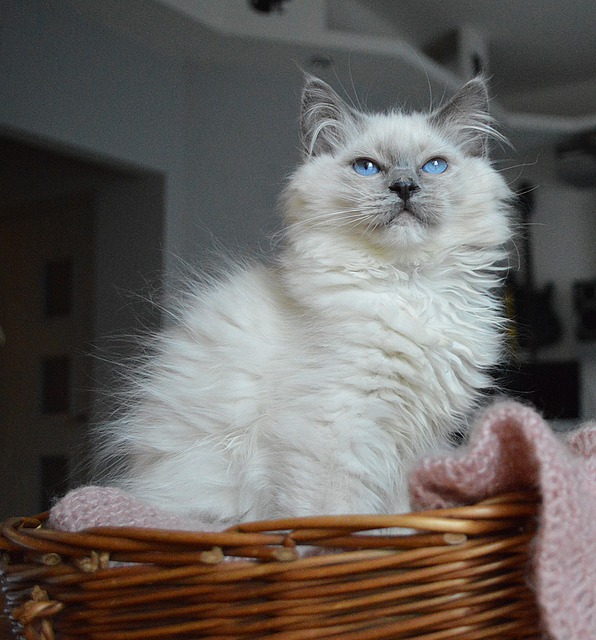 ragdoll fluffy cat