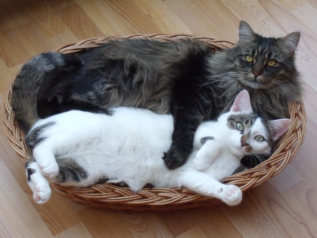 maine coon vs normal cat